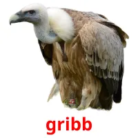 gribb cartões com imagens