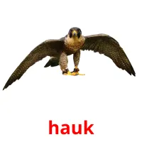 hauk ansichtkaarten