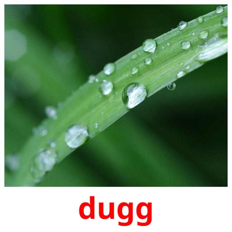 dugg picture flashcards