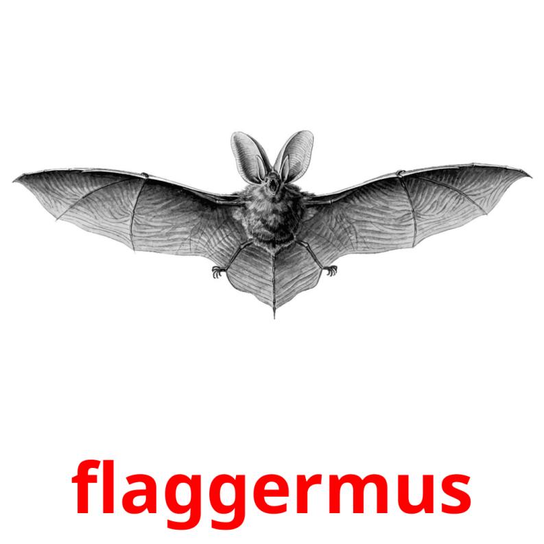 flaggermus picture flashcards