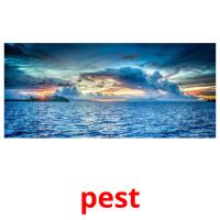 pest picture flashcards