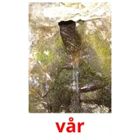 vår cartões com imagens