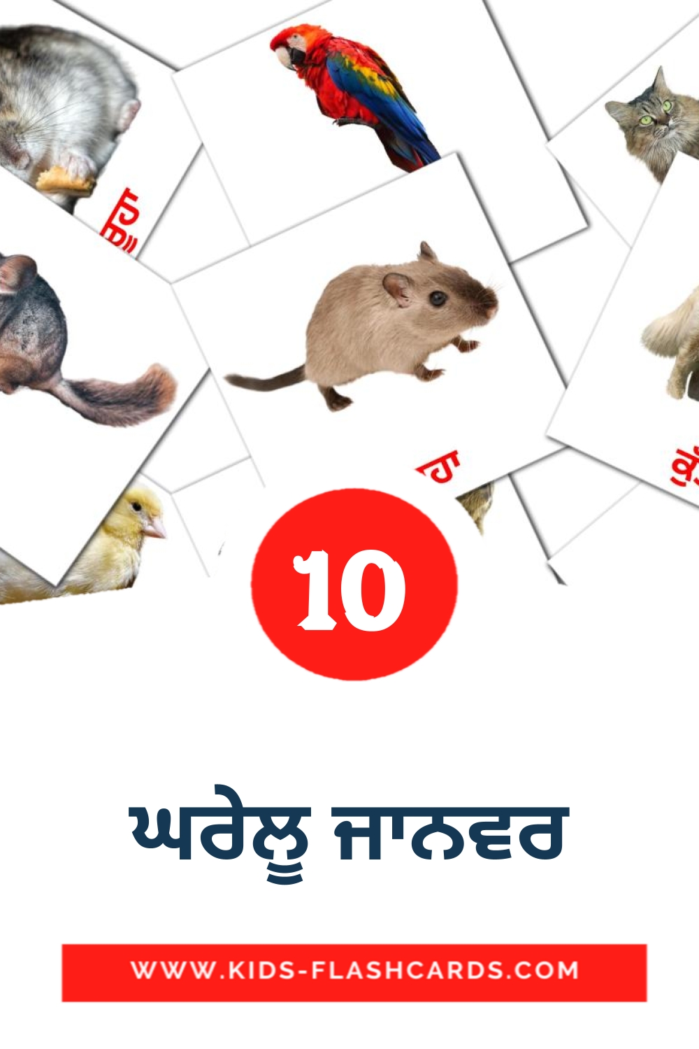 10 ਘਰੇਲੂ ਜਾਨਵਰ Picture Cards for Kindergarden in punjabi(Gurmukhi)