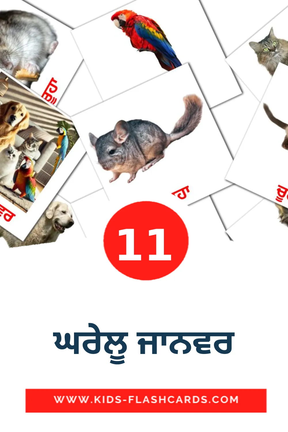 11 ਘਰੇਲੂ ਜਾਨਵਰ Picture Cards for Kindergarden in punjabi(Gurmukhi)