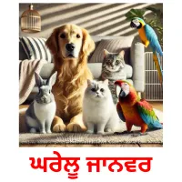 ਘਰੇਲੂ ਜਾਨਵਰ picture flashcards