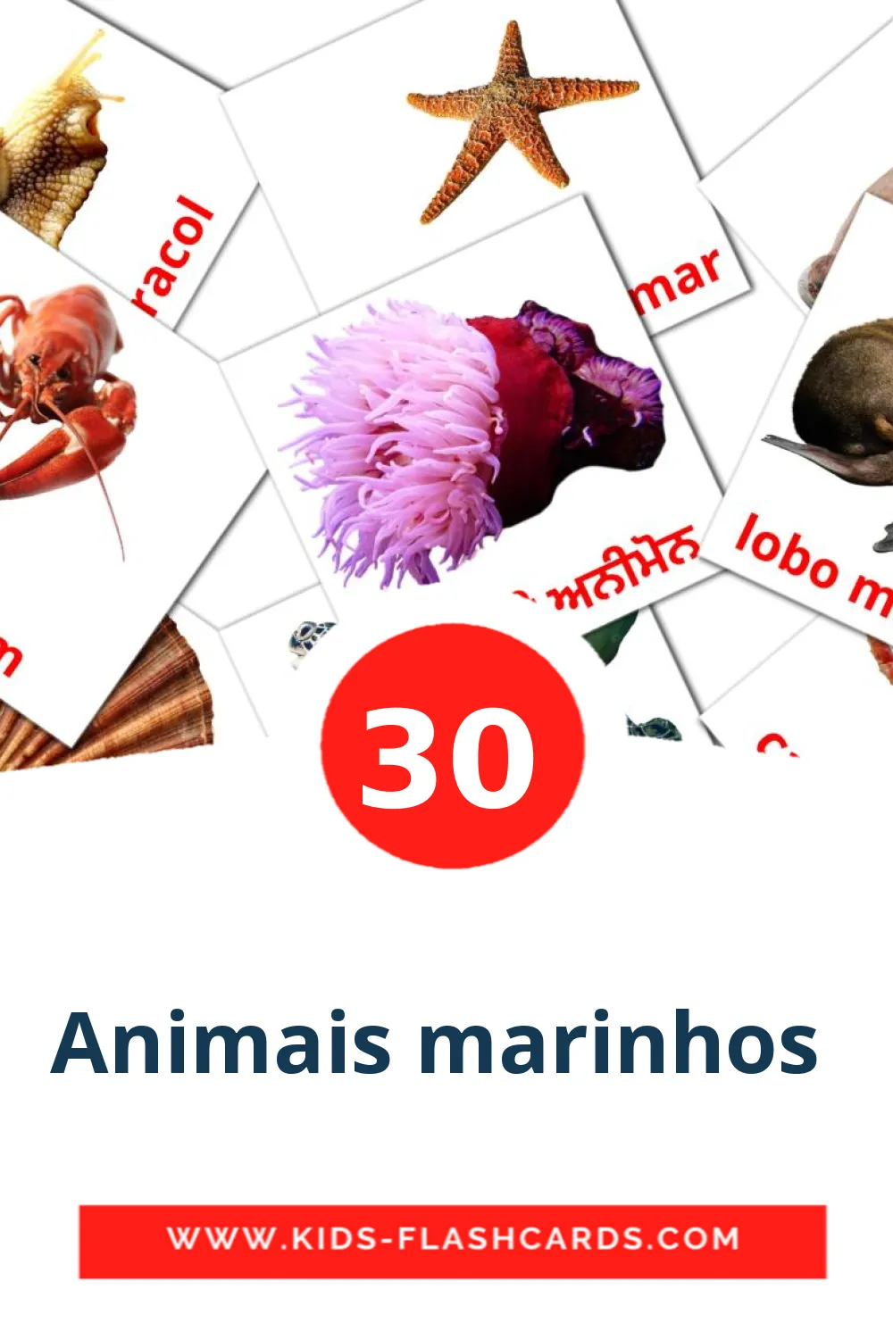 30 Animais marinhos  Bildkarten für den Kindergarten auf Punjabi(Gurmukhi)