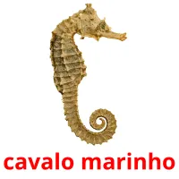 cavalo marinho Bildkarten für Kinder