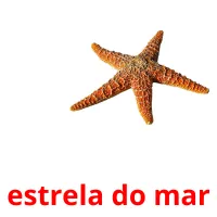 estrela do mar Bildkarten für Kinder