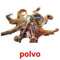 polvo Bildkarten für Kinder
