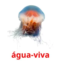 água-viva Bildkarten für Kinder