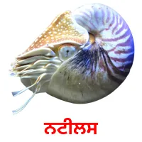 ਨਟੀਲਸ Bildkarten für Kinder