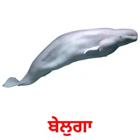 ਬੇਲੁਗਾ Bildkarten für Kinder