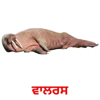 ਵਾਲਰਸ Bildkarten für Kinder