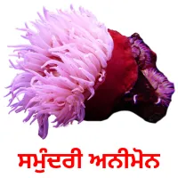 ਸਮੁੰਦਰੀ ਅਨੀਮੋਨ Bildkarten für Kinder