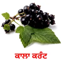 ਕਾਲਾ ਕਰੰਟ billedkort for børn med billeder