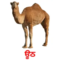 ਊਠ picture flashcards