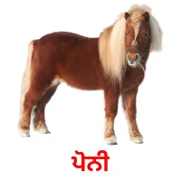 ਪੋਨੀ picture flashcards