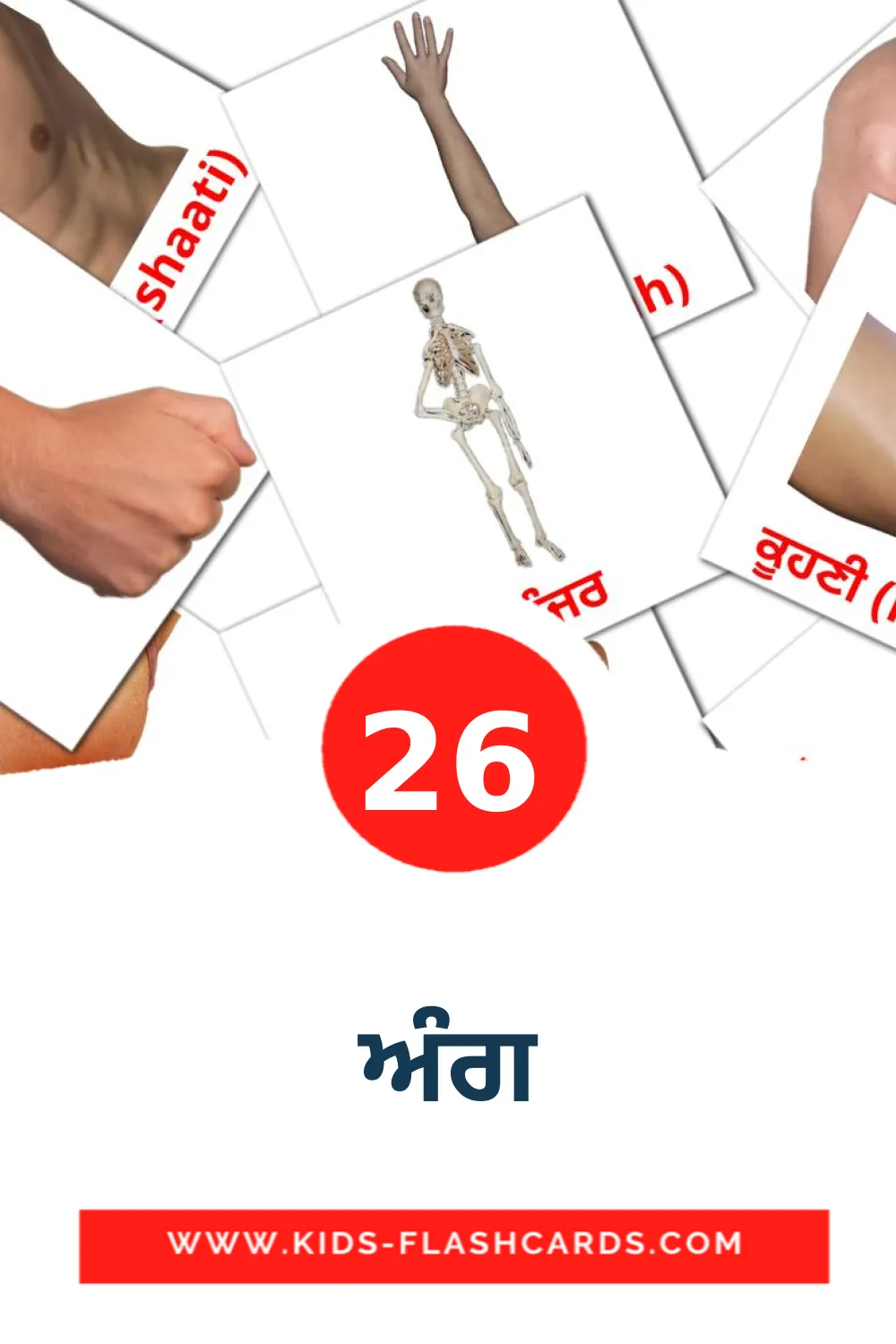 19 ਅੰਗ Picture Cards for Kindergarden in казахском(латиница)
