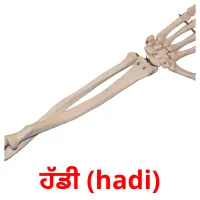 ਹੱਡੀ (hadi) bildekort