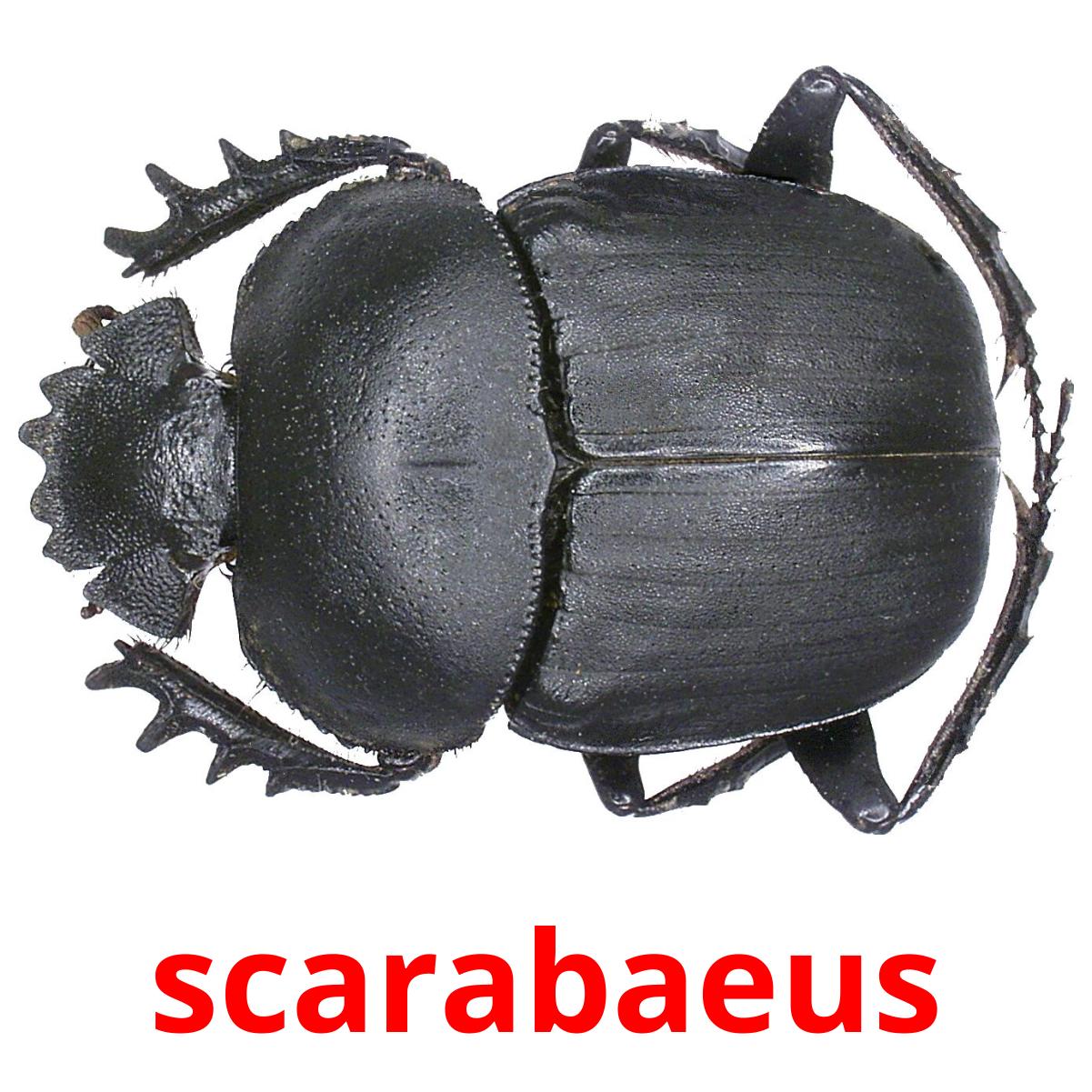 scarabaeus cartes flash