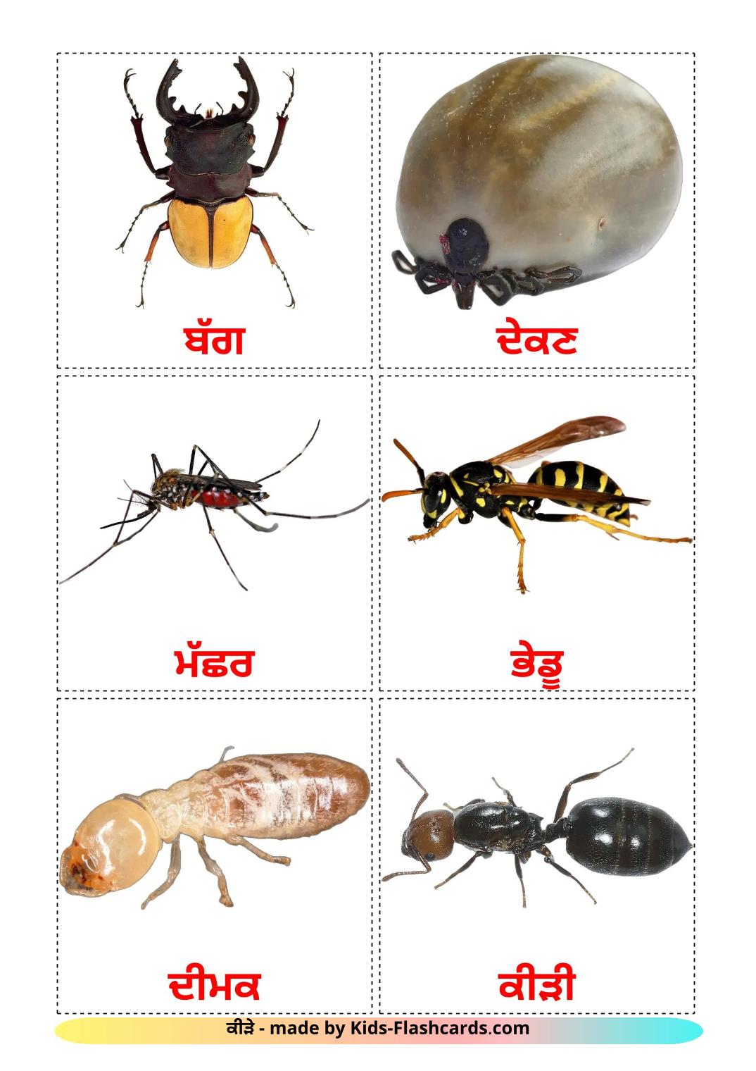 insekter - 24 gratis utskrivbare bildekort på punjabiksi(gurmukhi)