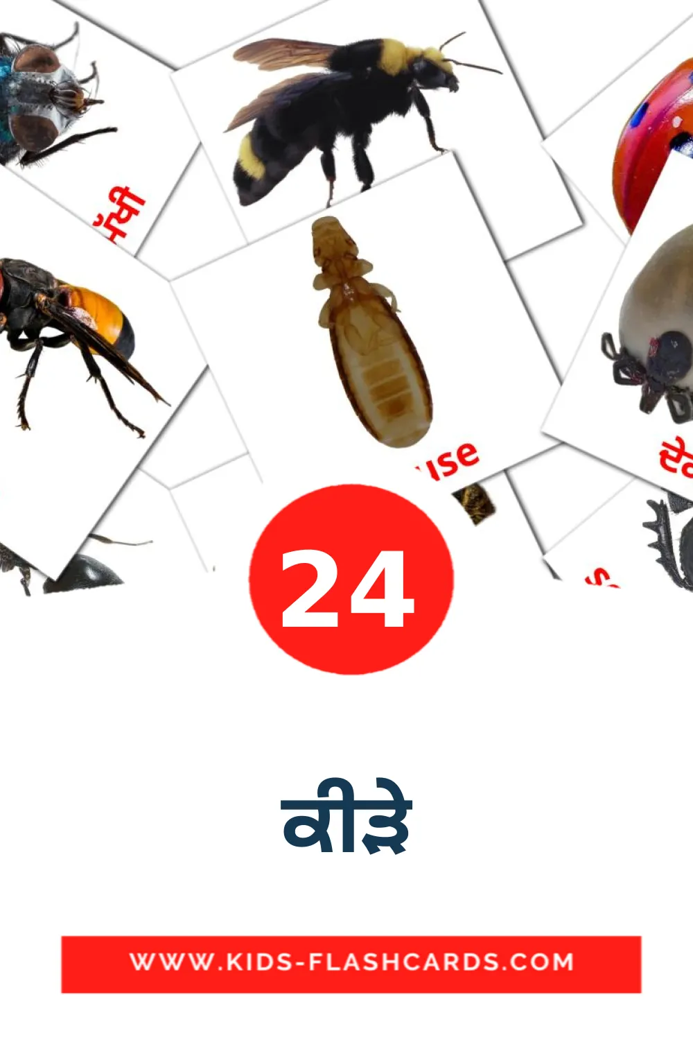 24 bildekort med ਕੀੜੇ for barnehagen på punjabiksi(gurmukhi)