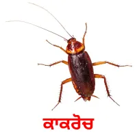 ਕਾਕਰੋਚ bildekort