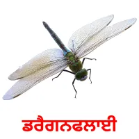 ਡਰੈਗਨਫਲਾਈ bildekort