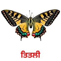 ਤਿਤਲੀ bildekort