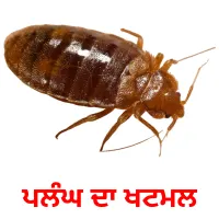 ਪਲੰਘ ਦਾ ਖਟਮਲ bildekort