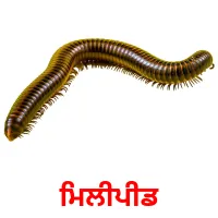 ਮਿਲੀਪੀਡ bildekort