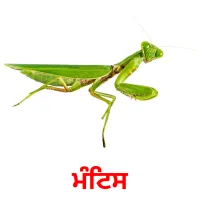 ਮੰਟਿਸ bildekort