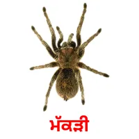 ਮੱਕੜੀ bildekort