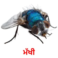 ਮੱਖੀ bildekort