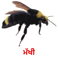 ਮੱਖੀ bildekort