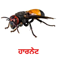 ਹਾਰਨੇਟ bildekort