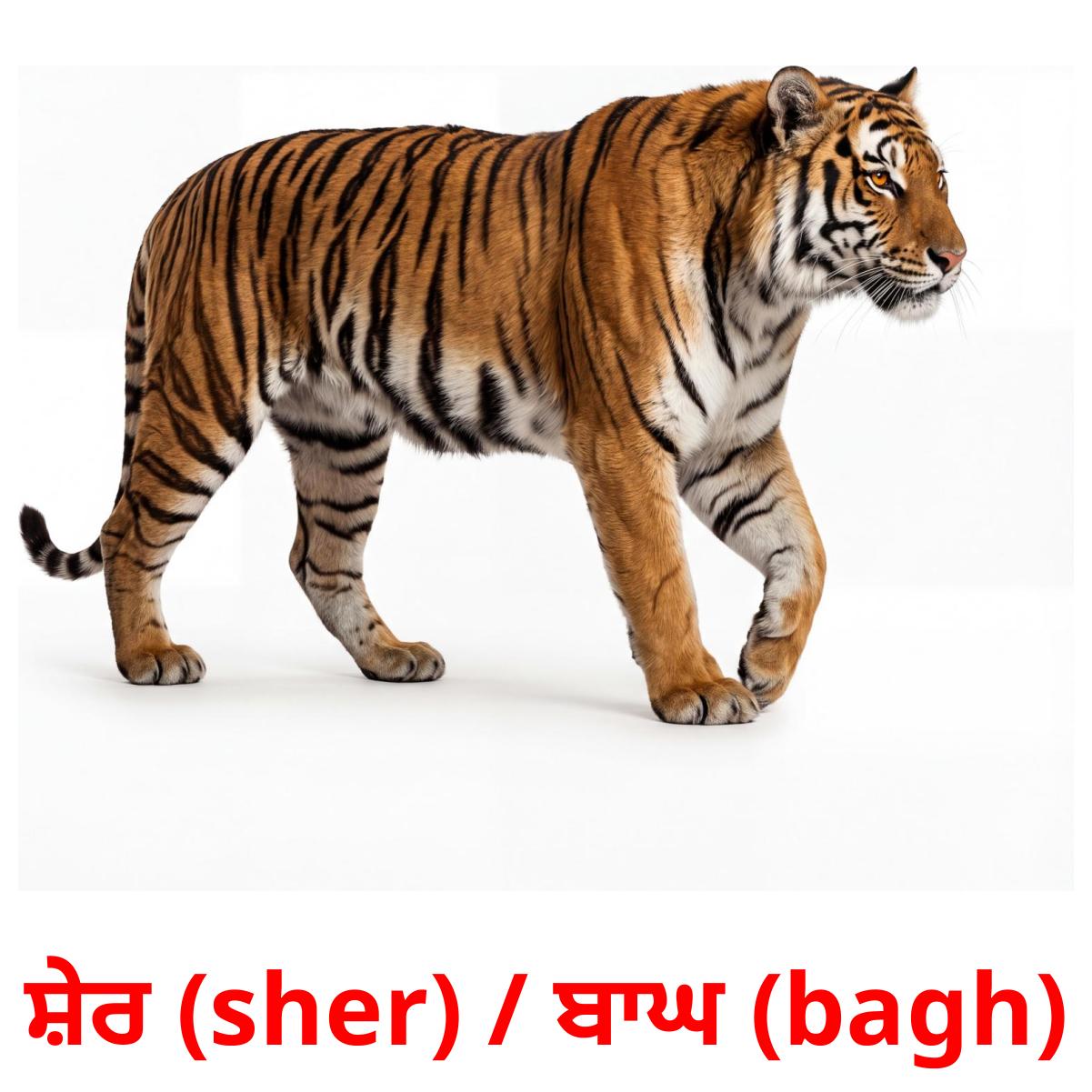 22 Printable Jungle animals Flashcards in Punjabi(Gurmukhi) (Free PDF)