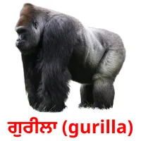 ਗੁਰੀਲਾ (gurilla) bildkort för barn