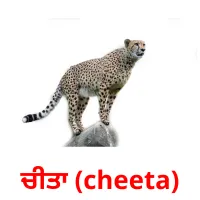 ਚੀਤਾ (cheeta) bildkort för barn