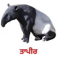 ਤਾਪੀਰ bildkort för barn