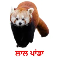 ਲਾਲ ਪਾਂਡਾ bildkort för barn