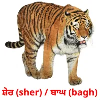 ਸ਼ੇਰ (sher) / ਬਾਘ (bagh) bildkort för barn