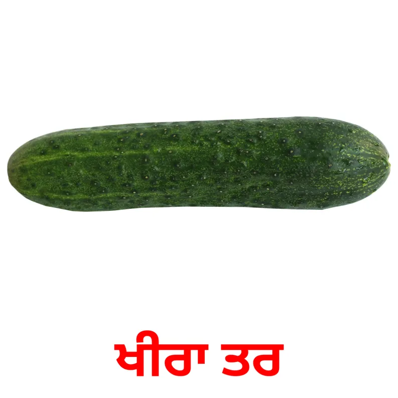 29 FREE Vegetables Flashcards PDF Punjabi(Gurmukhi) Words