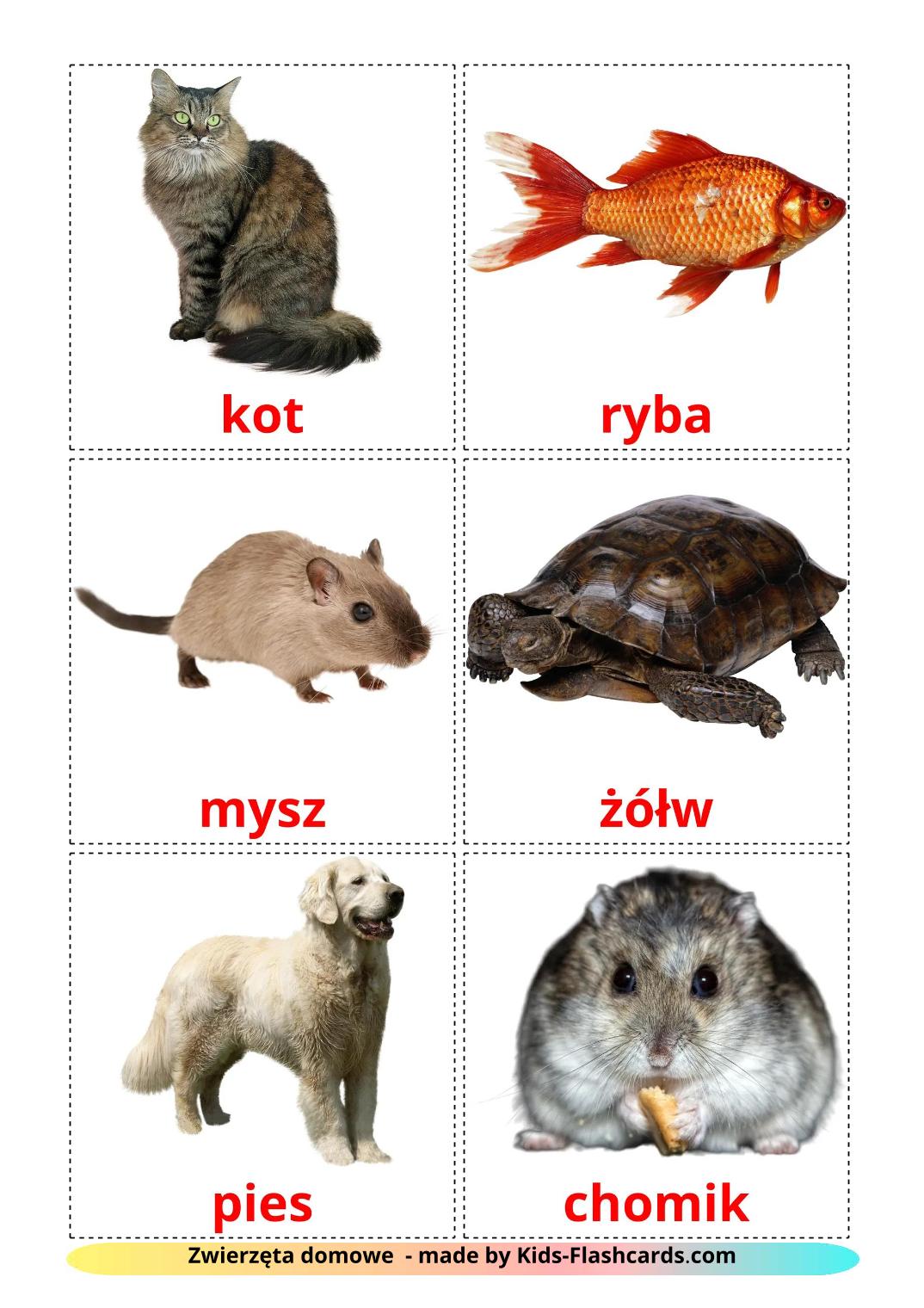 Domestic animals - 11 Free Printable polish Flashcards 