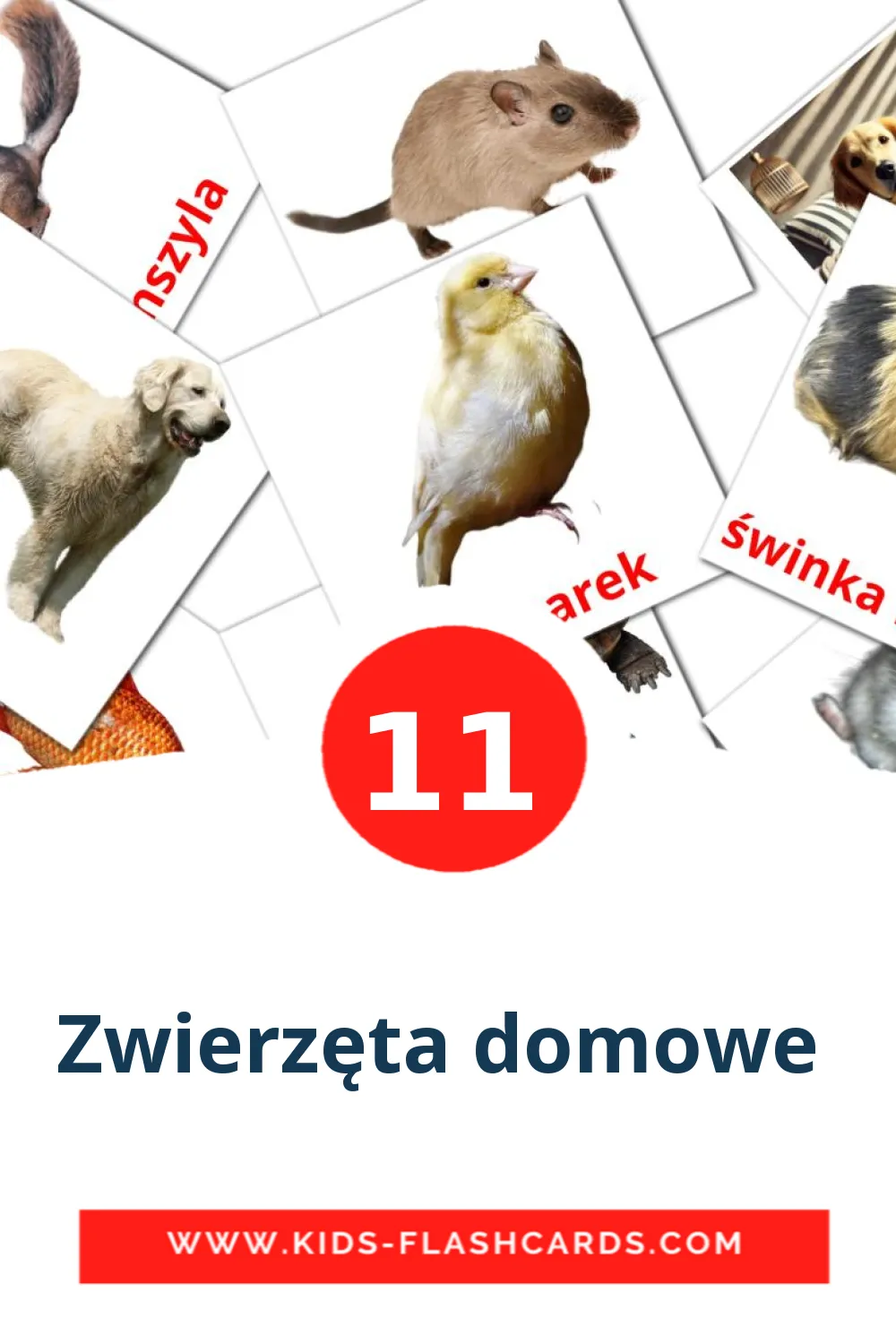 11 Zwierzęta domowe  Picture Cards for Kindergarden in polish