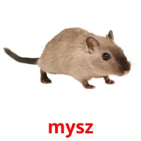 mysz picture flashcards