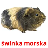 świnka morska picture flashcards