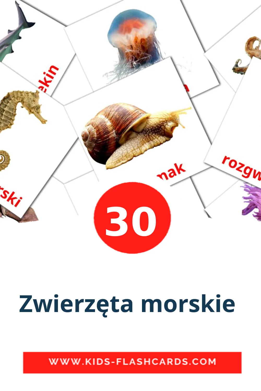 30 Zwierzęta morskie  Picture Cards for Kindergarden in polish