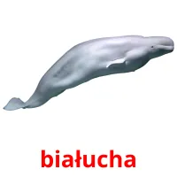 białucha picture flashcards