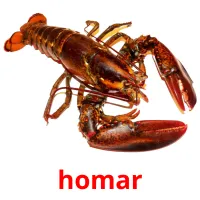 homar picture flashcards